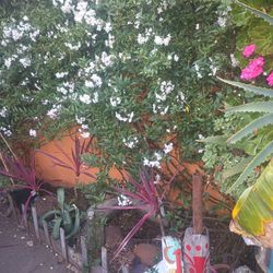 Large Jasmine Plants 