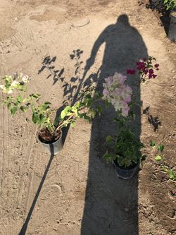 I’m selling bougainvillea. In different colors