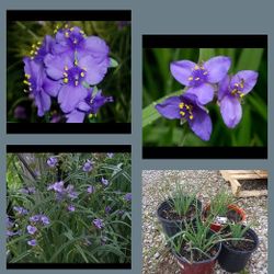 Spiderwort perennial plants$6-$8 Each pot