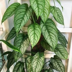 Rare Aroid Monstera Siltepecana  El Salvador Plant / Indoor Plant/ House Plant/ Flower Patio Garden 