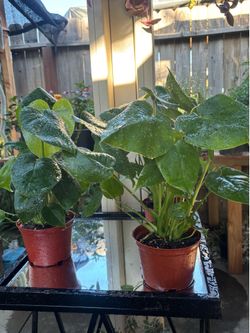 Monstera plants 🪴