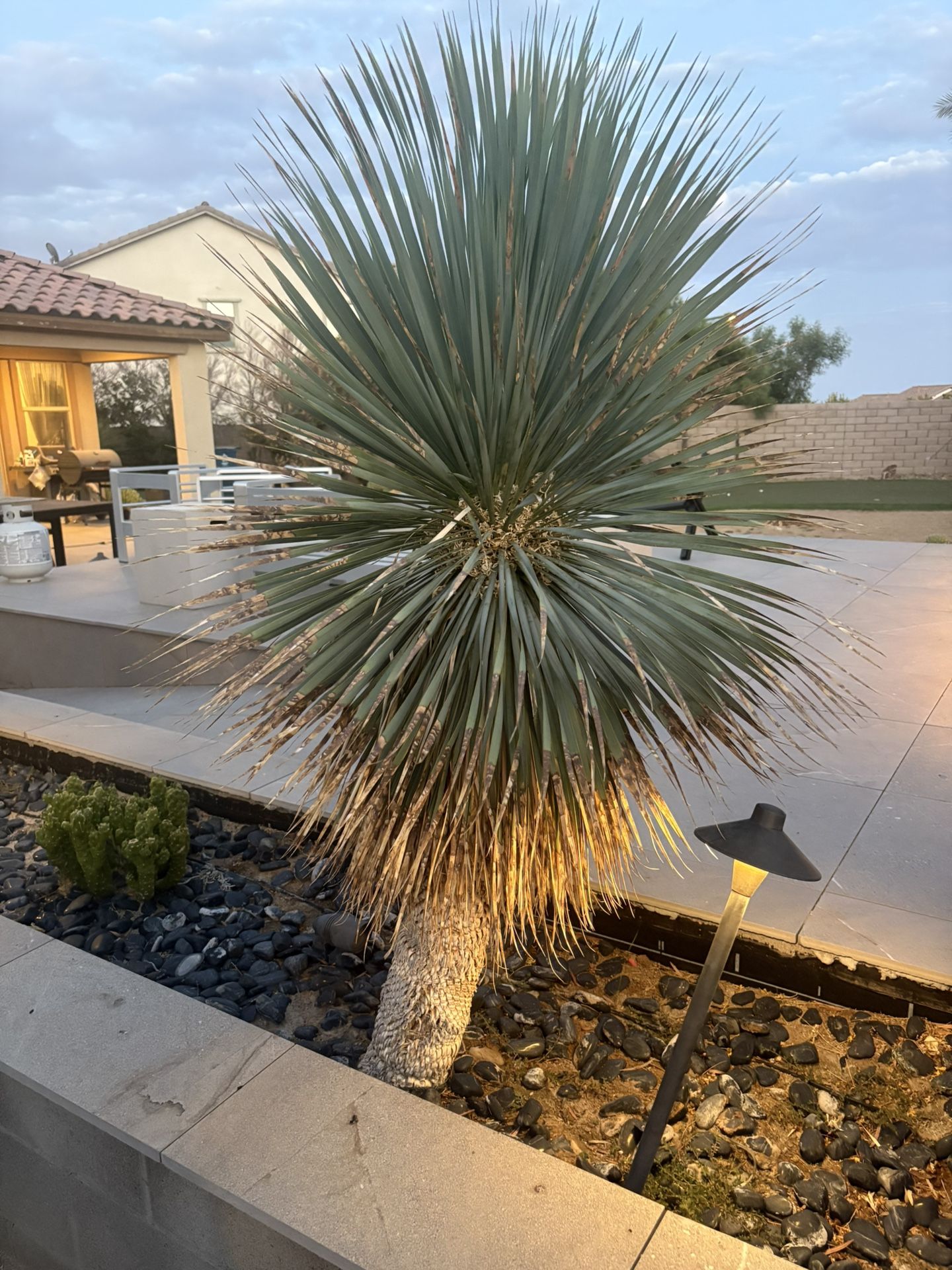 Cactus Plants For Sale