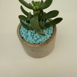 Little Plants Pots