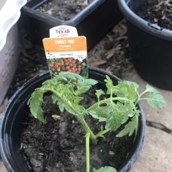 Sweet Cherry Tomatoe Seedling Plant 1 Gallon