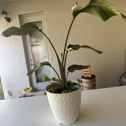 Bird Of Paradise With Pothos Plant 
