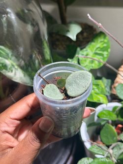 Hoya Mathilde ‘Grey Fairy’