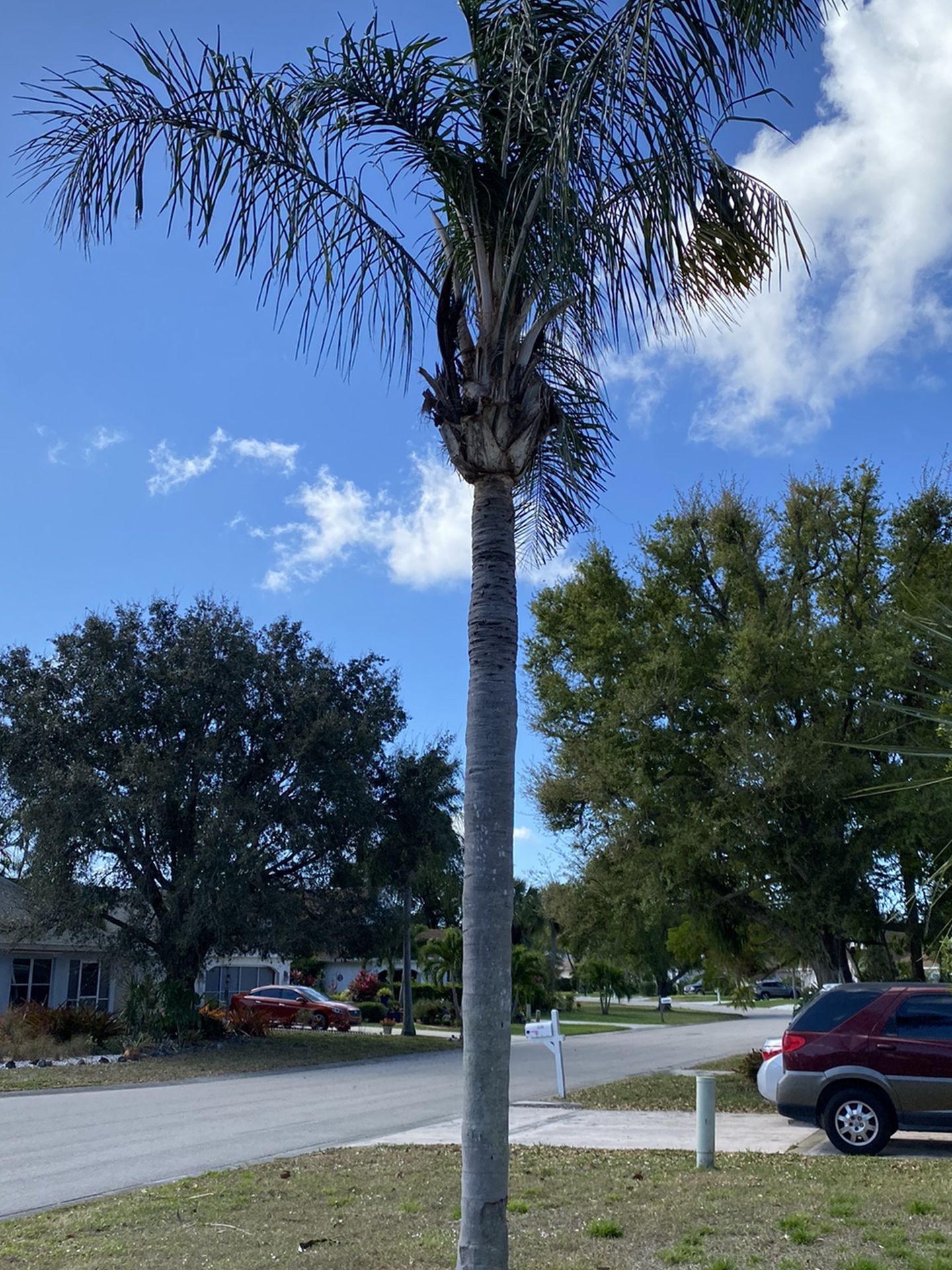 Free Palm Tree