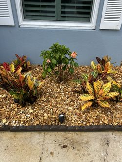 LANSCAPING,,, Plants, Rocks, Mulch & Sod!!!