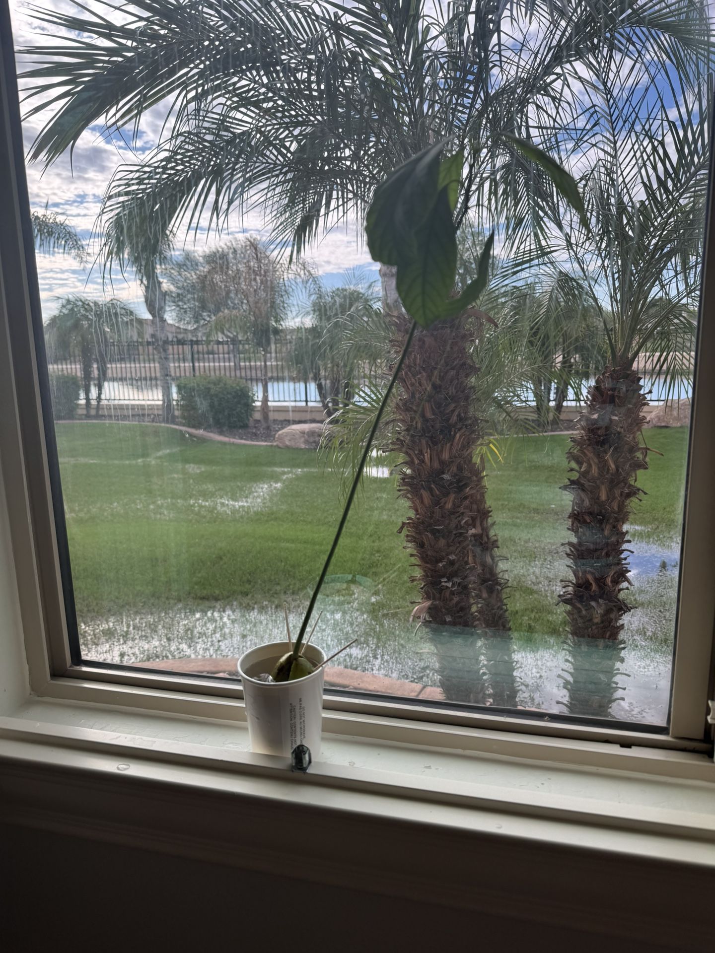 Avocado Plant