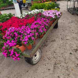 Sunpatien Flower