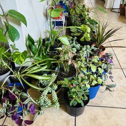 Plants For Sale 10 Each