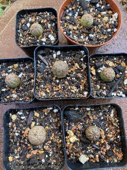 Obesa 
