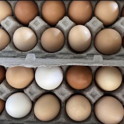 Fresh Eggs$5 A Dz