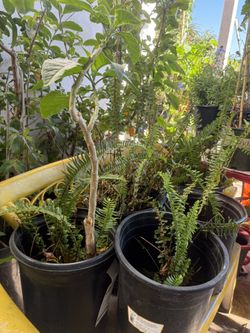 plantas de elechos en vallejo 10 15 y 20 dls cada uno 