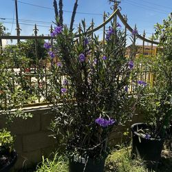 Planta Planta Ruelas Tuberosa Petunia 