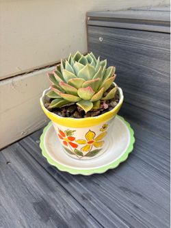 Succulent plant in a vintage Italian ceramic planter