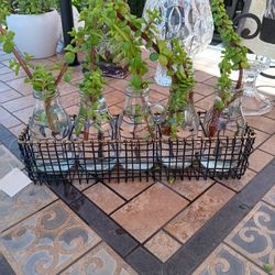 $15 Plant Propagation Vases in Metal Stand. New With Tag. 5 Vaces with Elephant Food Succulent. Easy