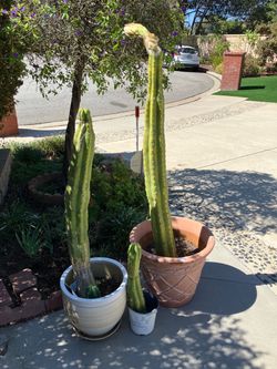 Large blooming cactus