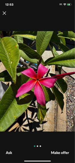 PLUMERIAS CUTTING