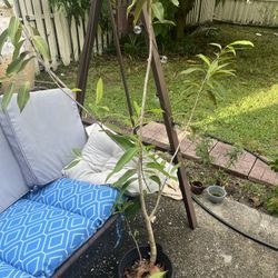 Jamun Plum Plant Tree