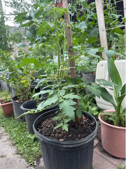 Tomatoes