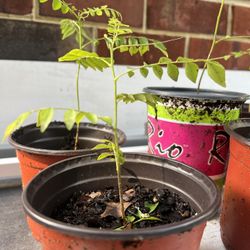 Curry Leaves saplings 