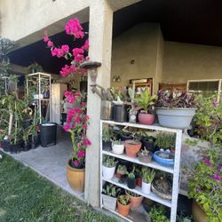 Plants Sale And Cactus 2 Dlrs UP