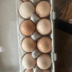 Fresh Eggs
