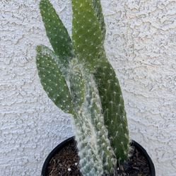 Snow Prickly Pear-Succulent In 6” Pot 