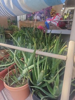 Aloe vera