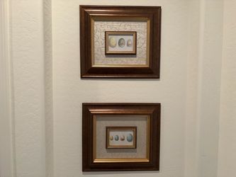 Framed Bird Egg Art Prints Set of 2