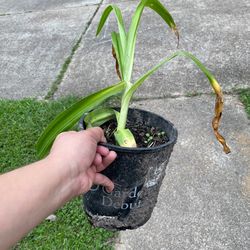 Pink Crinum lily small plant -3$