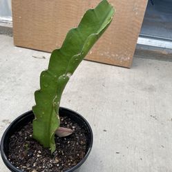 Small Dragon Fruit Plant 
