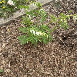 Bleeding Heart Plant White