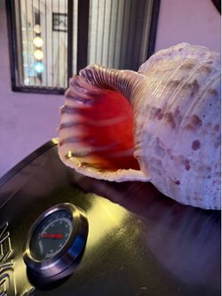 TRITON TRUMPET SEASHELL