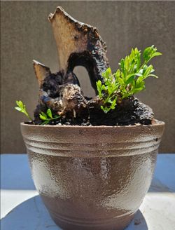 Old European Olive Bonsai Tree