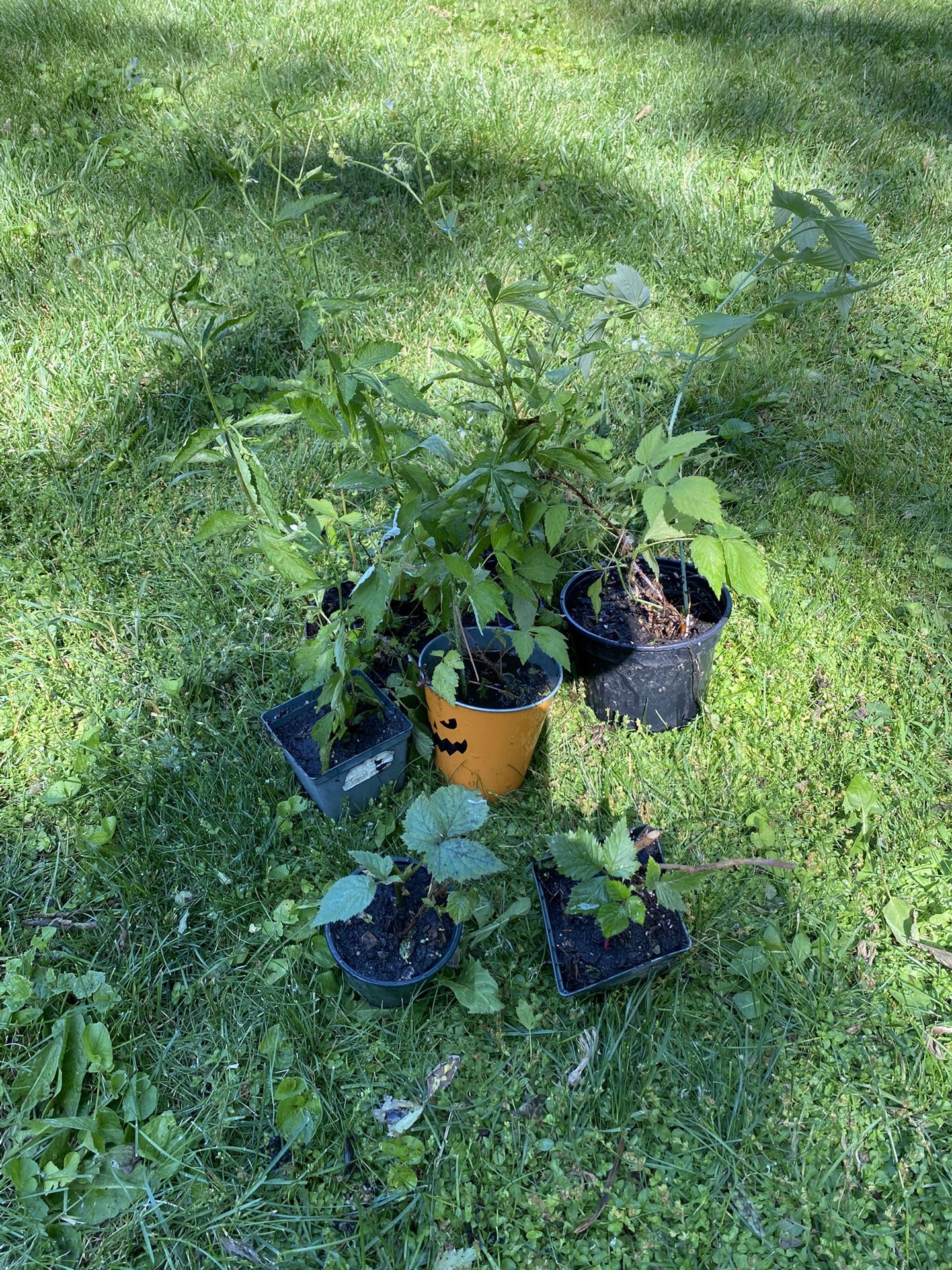Berry Plants