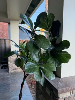 Fiddle Leaf Fig Tree Live Plant