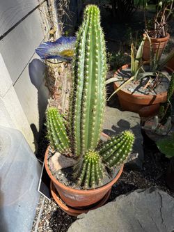 Multi-Head Columnar Cactus in Terracotta Pot