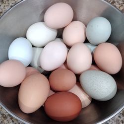 Fresh Eggs For Sale 
