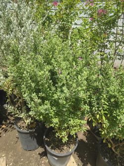 Texas sage