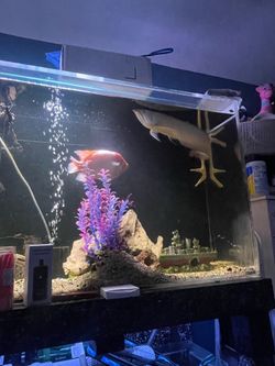 Fish tank stuff