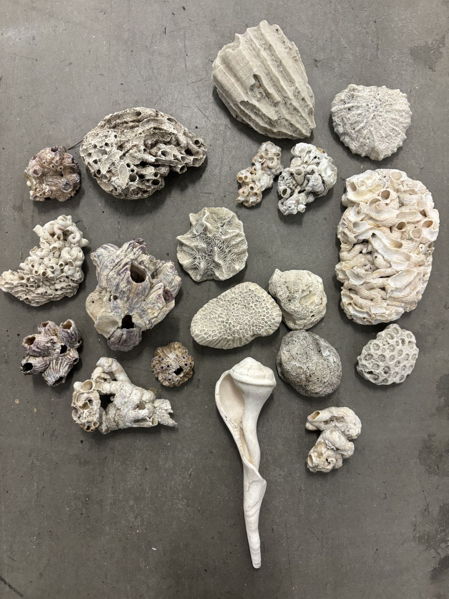 Coral For Aquariums