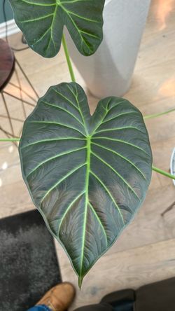 Elephant ear plant