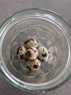 Fresh Fertilized Quail Eggs For Hatching