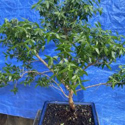 Bonsai Plant For Sale $60 Each Olive Trees