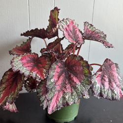 Begonia Rex Plant 6” Pot