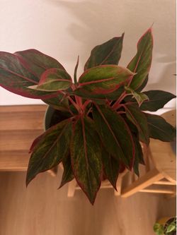 Siam aurora plant