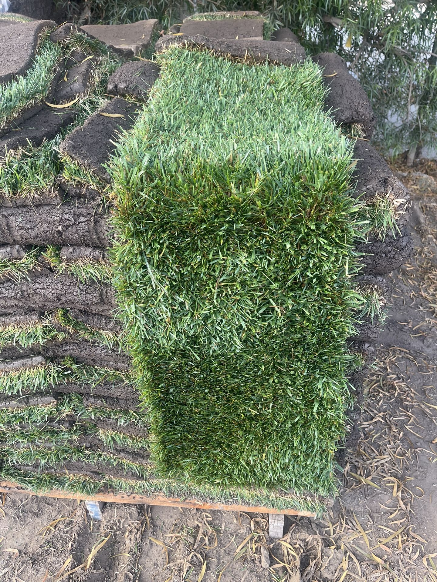 Grass And Sprinklers  $3 Per Sq/ Ft