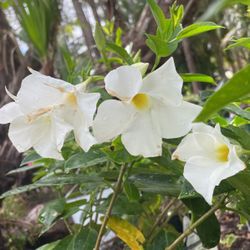 Dipladenia, Roses, Indoor Plants In Decorative Pots